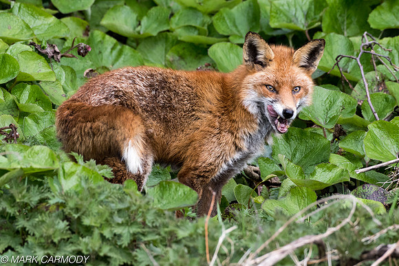Northern Red Fox/Madra Rua/Sionnach (Vulpes vulpes)