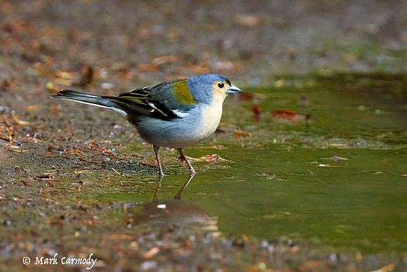 Madeiran Chaffinch (Fringilla coelebs maderensis)