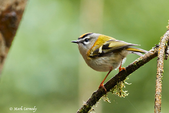 Madeiran Firecrest (Regulus madeirensis)