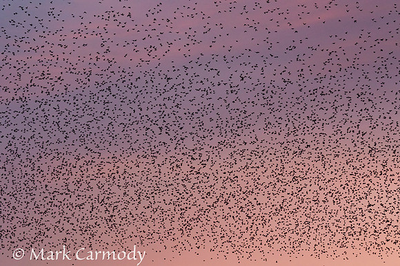 Starling Murmuration