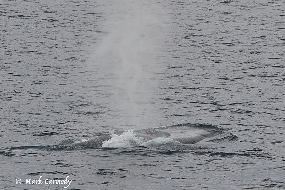 Blue Whale (Balaenoptera musculus)
