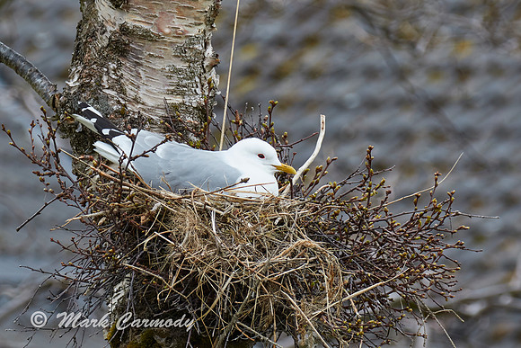 Common Gull/Faoileán bán (Larus canus)