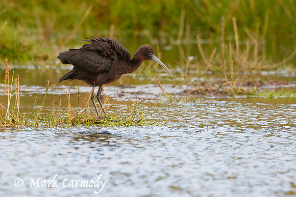Glossy Ibis (Plegadis falcinelius)