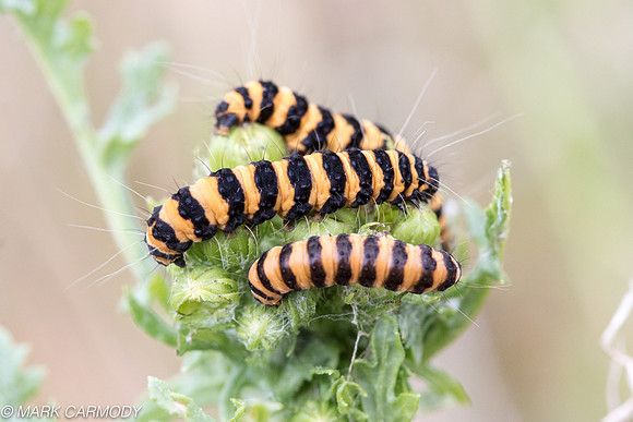 Cinnabar Moth (Tyria jacobaeae) caterpillars on Ragwort (Jacobaea vulgaris)