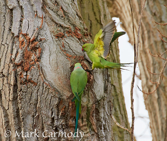 Rose-necked Parakeet (Psittacula krameri)