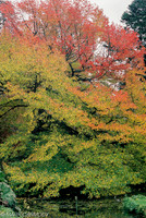 Trees in Autumn 2, National Botanic Gardens, Dublin