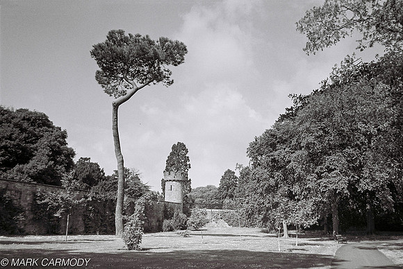 Pine Tree 4, Botanic Garden, Glasnevin