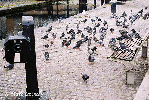 Pigeons, Portobello, Dublin