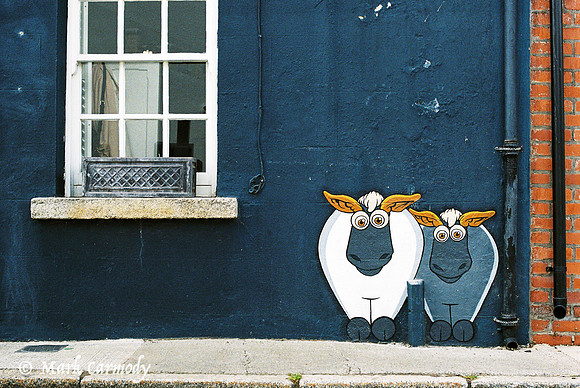 Sheep, Dublin 2
