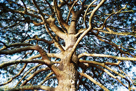Pine Tree 3, National Botanic Gardens, Glasnevin