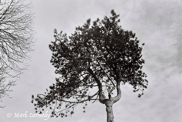 Pine Tree 2, Botanic Garden, Glasnevin