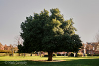 Trees in Summer, 2, Glasnevin, Dublin