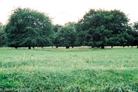 Trees in Summer 3, Phoenix Park, Dublin