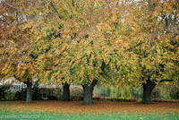 Trees in Autumn 1, Griffith Park, Dublin