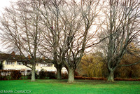 Trees in Winter 2, Griffith Park, Dublin