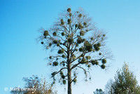 Tree in Winter 4, National Botanic Garden, Dublin