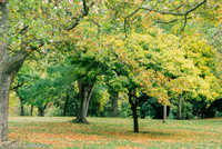 Trees in Summer 1, National Botanic Gardens, Dublin