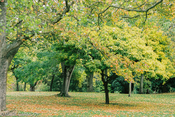 Trees in Summer 1, National Botanic Gardens, Dublin