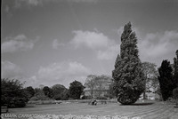 Tree in Summer 5, National Botanic Garden, Dublin