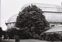 Trees in Summer 4, National Botanic Gardens, Dublin