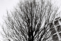 Tree in Winter 1, Grand Canal, Dublin
