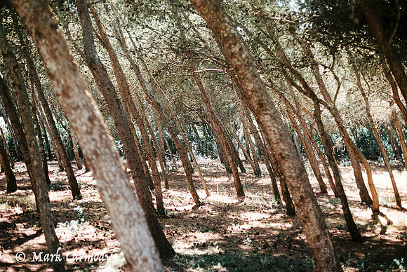 Pine Tree 5, Sagres, Portugal