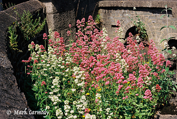 Wild Flowers, Leeson Street Bridge, Dublin