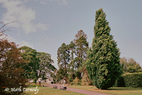 Tree in Summer 6, National Botanic Garden, Dublin