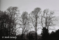 Trees in Winter 6, Iveagh Garden, Dublin