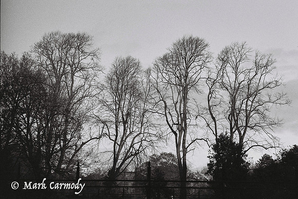 Trees in Winter 6, Iveagh Garden, Dublin