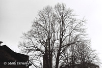 Trees in Winter 5, Hatch Street, Dublin