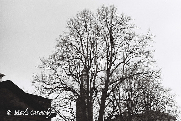 Trees in Winter 5, Hatch Street, Dublin