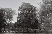 Trees in Summer 6, Griffith Park, Dublin