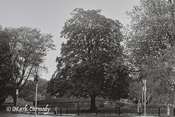 Trees in Summer 6, Griffith Park, Dublin