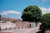 Trees in Summer 7, Glasnevin, Dublin
