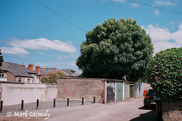 Trees in Summer 7, Glasnevin, Dublin