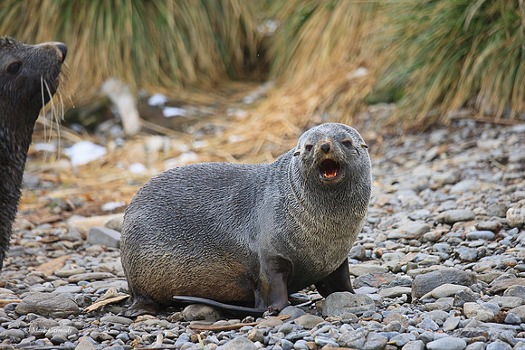 MC__0024 Fur Seal growl