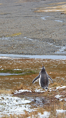 MC009101 Stromness Gentoo