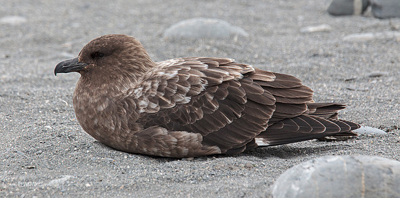 MC008643 Brown Skua