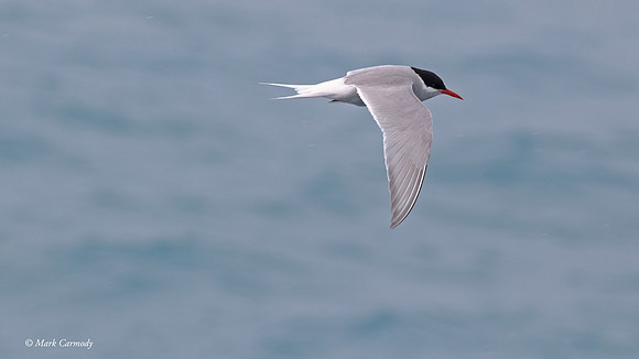 MC009506 Antarctic Tern