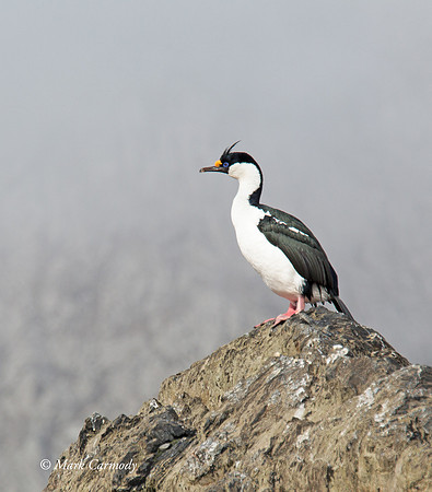 South Georgia Shag