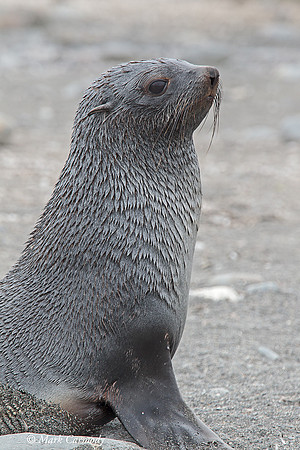 MC008661 Fur seal young male