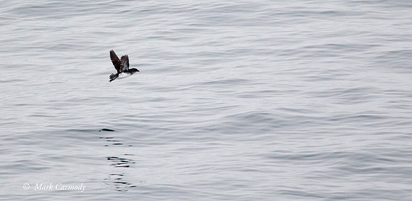 MC007060 Sout Georgia Diving Petrel