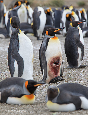 MC008474 King Penguin injured
