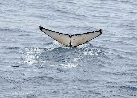 MC006897 Humpback tail