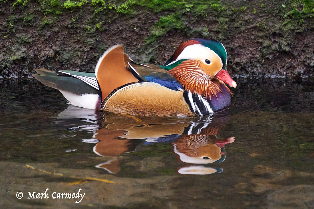 A9_02851