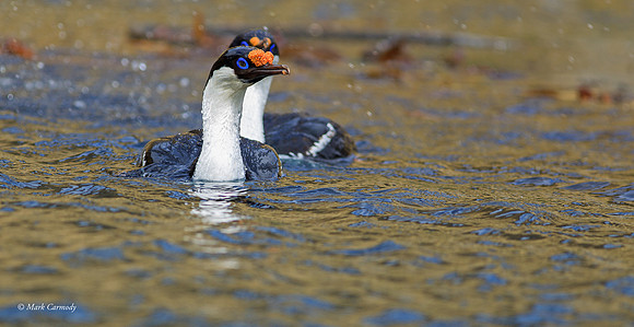 MC009927 South Georgia Shag
