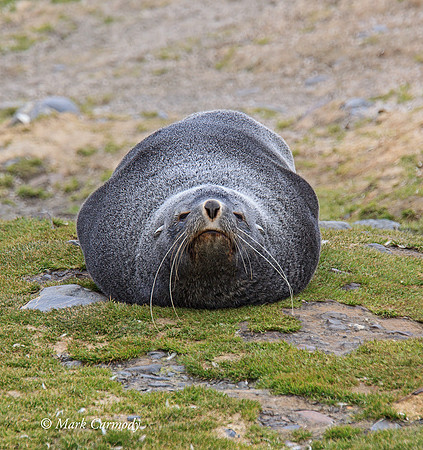 MC008808 Fur seal headon