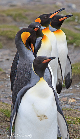 MC008892 King Penguin column