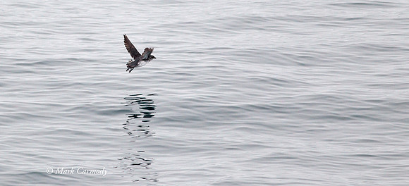 South Georgia Diving Petrel
